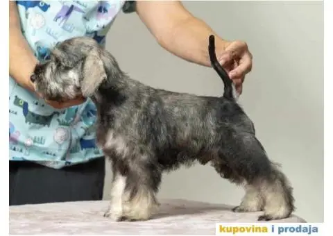 Na prodaju vrhunski štenci Patuljastog ŠNAUCERA - 6/11