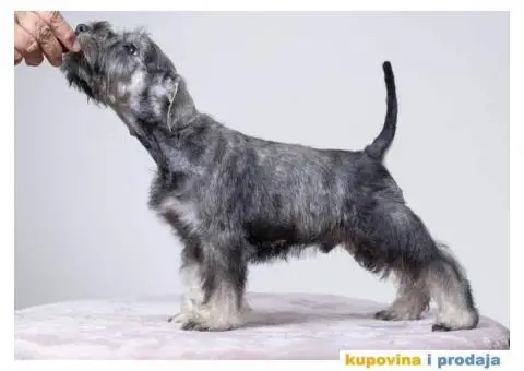 Na prodaju vrhunski štenci Patuljastog ŠNAUCERA - 7/11