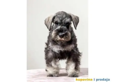 Na prodaju vrhunski štenci Patuljastog ŠNAUCERA - 8/11