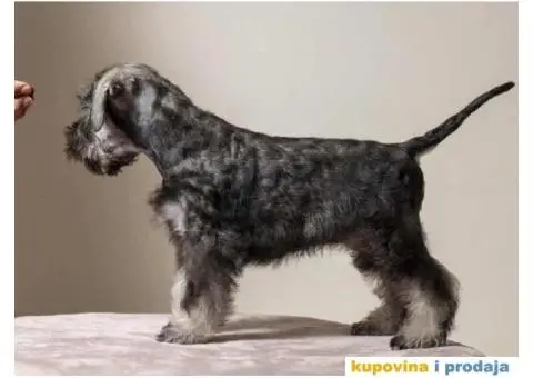 Na prodaju vrhunski štenci Patuljastog ŠNAUCERA - 9/11