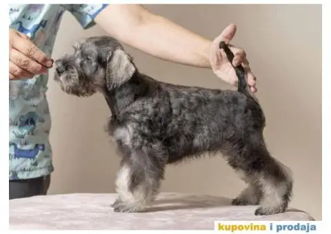 Na prodaju vrhunski štenci Patuljastog ŠNAUCERA - 10/11