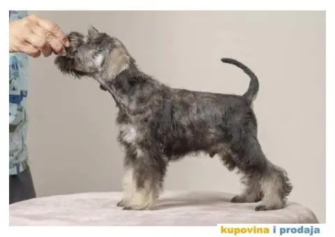 Na prodaju vrhunski štenci Patuljastog ŠNAUCERA - 11/11