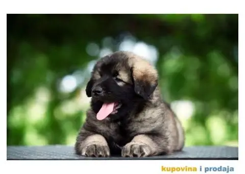 Šarplaninac prelepi štenci - 1/8