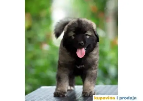 Šarplaninac prelepi štenci - 2/8