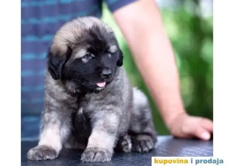 Šarplaninac prelepi štenci - 3/8