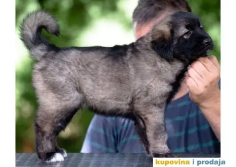 Šarplaninac prelepi štenci - 4/8