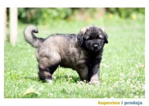 Šarplaninac prelepi štenci - 5/8