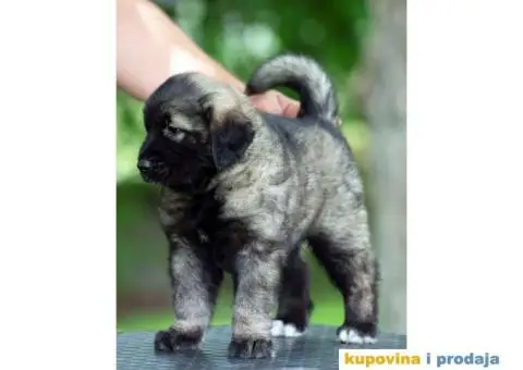 Šarplaninac prelepi štenci - 6/8