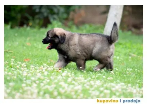 Šarplaninac prelepi štenci - 7/8