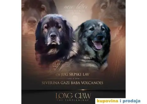 Šarplaninac prelepi štenci - 8/8