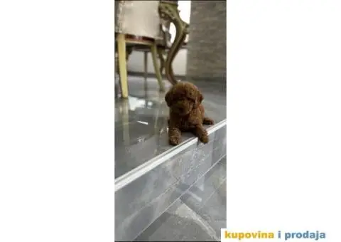 Stenci toy i mini pudle - 1/5