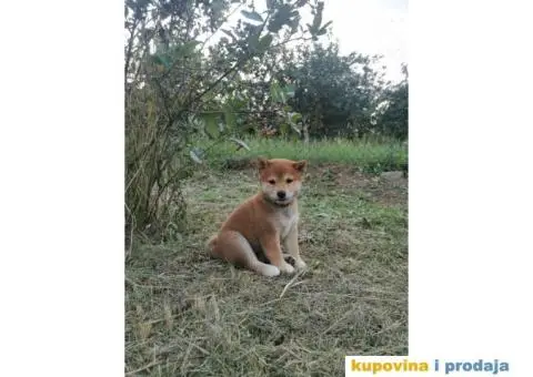 Šiba inu prelepi štenci - 1/4