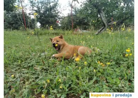 Šiba inu prelepi štenci - 2/4