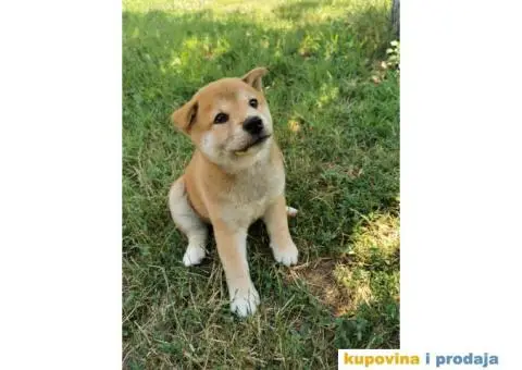 Šiba inu prelepi štenci - 3/4