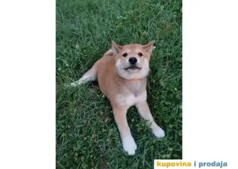 Šiba inu prelepi štenci - 4/4