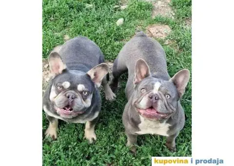 Francuski buldog Lilac tnan - 1/5