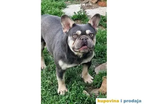 Francuski buldog Lilac tnan - 2/5