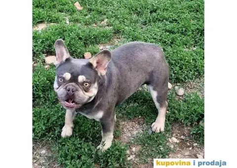 Francuski buldog Lilac tnan - 3/5
