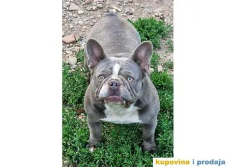 Francuski buldog Lilac tnan - 4/5