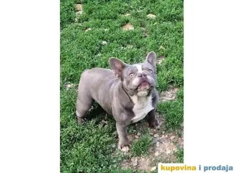 Francuski buldog Lilac tnan - 5/5