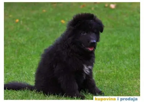 Nemački Ovčar štenci duge dlake - 1/5