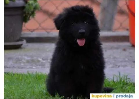 Nemački Ovčar štenci duge dlake - 2/5