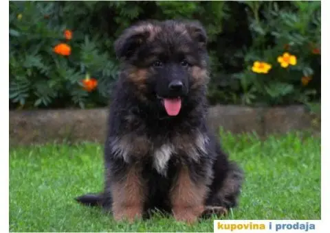 Nemački Ovčar štenci duge dlake - 3/5