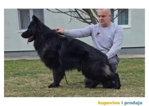 Nemački Ovčar štenci duge dlake - 4/5