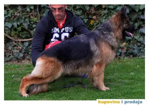 Nemački Ovčar štenci duge dlake - 5/5