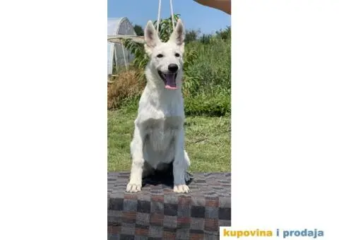 Beli švajcarski ovčar štenci - 3/9