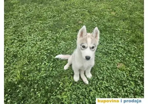 Sibirski Haski PRELEPI štenci - 1/4