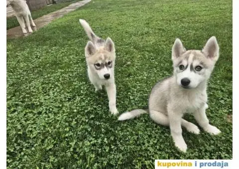 Sibirski Haski PRELEPI štenci - 2/4