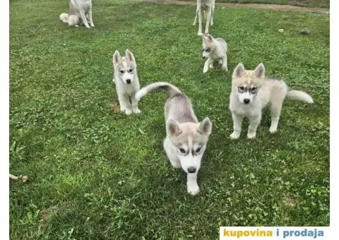 Sibirski Haski PRELEPI štenci - 3/4