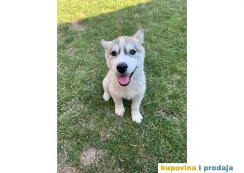 Sibirski Haski PRELEPI štenci - 4/4