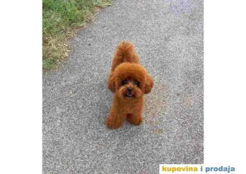 Najlepse bebe teddy bear toy pudle - 1/7