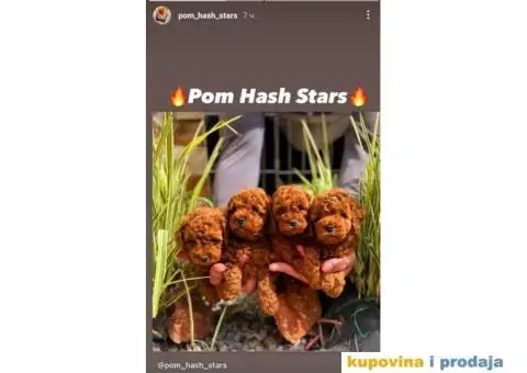 Najlepse bebe teddy bear toy pudle - 2/7