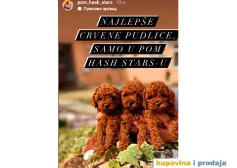 Najlepse bebe teddy bear toy pudle - 3/7