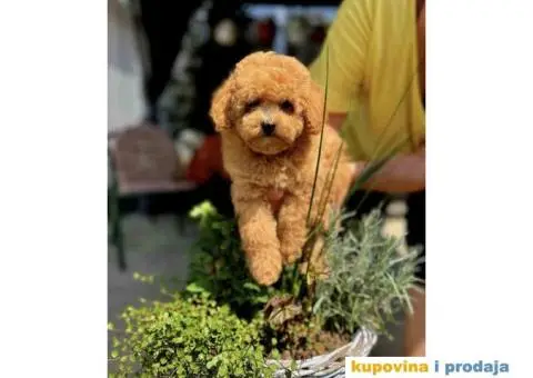 Najlepse bebe teddy bear toy pudle - 4/7