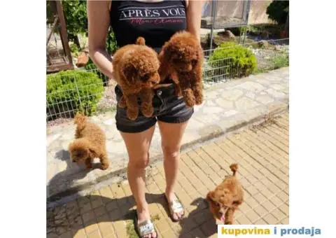 Najlepse bebe teddy bear toy pudle - 5/7