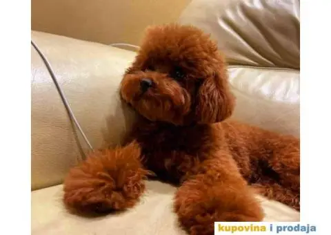 Najlepse bebe teddy bear toy pudle - 6/7