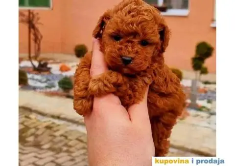 Najlepse bebe teddy bear toy pudle - 7/7