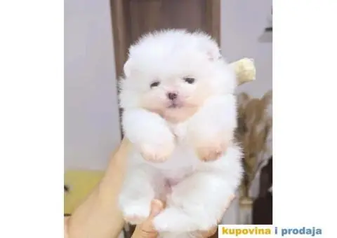 CISTOKRVNI POMERANCI - 1/5