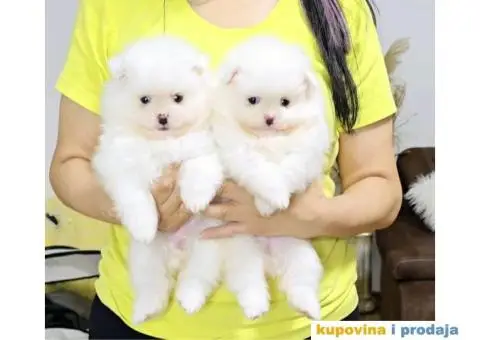 CISTOKRVNI POMERANCI - 2/5