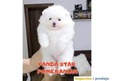 CISTOKRVNI POMERANCI - 3/5