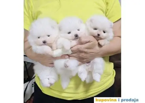 CISTOKRVNI POMERANCI - 4/5