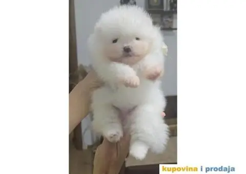 CISTOKRVNI POMERANCI - 5/5