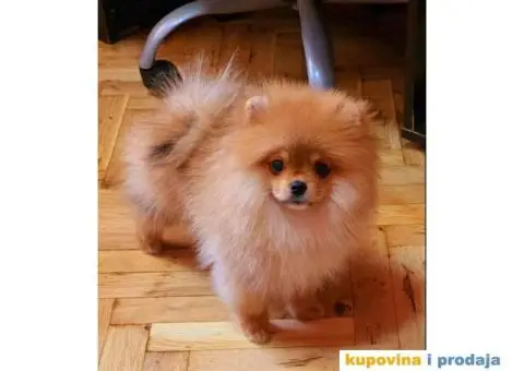 Oranz  bela i krem sebel - 1/4