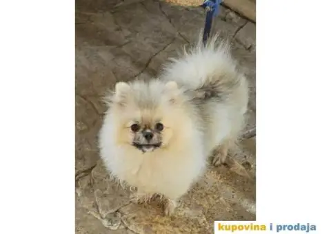 Oranz  bela i krem sebel - 2/4