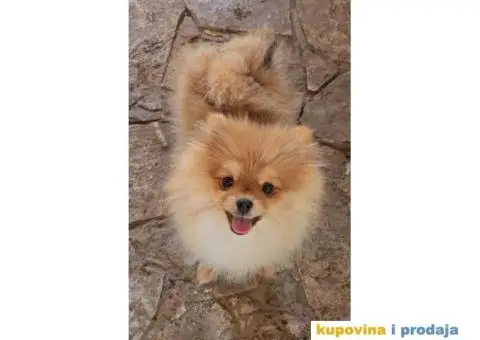 Oranz  bela i krem sebel - 3/4