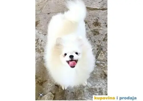 Oranz  bela i krem sebel - 4/4